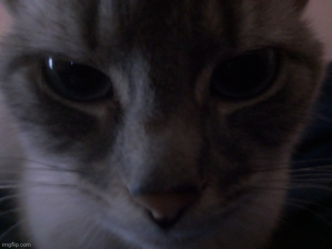 Da Creature.mp3 | image tagged in mocha,cats | made w/ Imgflip meme maker