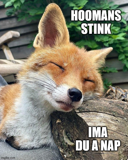 Duu Eet Fosh | HOOMANS
STINK; IMA DU A NAP | image tagged in foxes | made w/ Imgflip meme maker