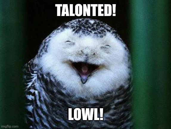 Laughing Owl | TALONTED! LOWL! | image tagged in laughing owl | made w/ Imgflip meme maker