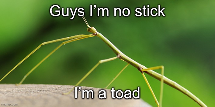 trend idk | Guys I’m no stick; I’m a toad | image tagged in thewalkingstick template,msmg | made w/ Imgflip meme maker