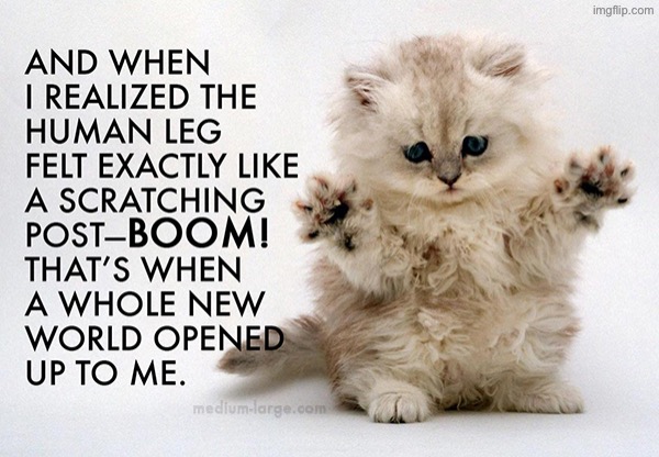 I know my legs are covered in scars and holes from their fiendish claws | image tagged in cats,funny cats,kittens,cute kittens,murder mittens,tis but a scratch | made w/ Imgflip meme maker