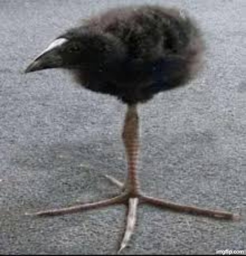 DAMN!!! | image tagged in tripod bird | made w/ Imgflip meme maker