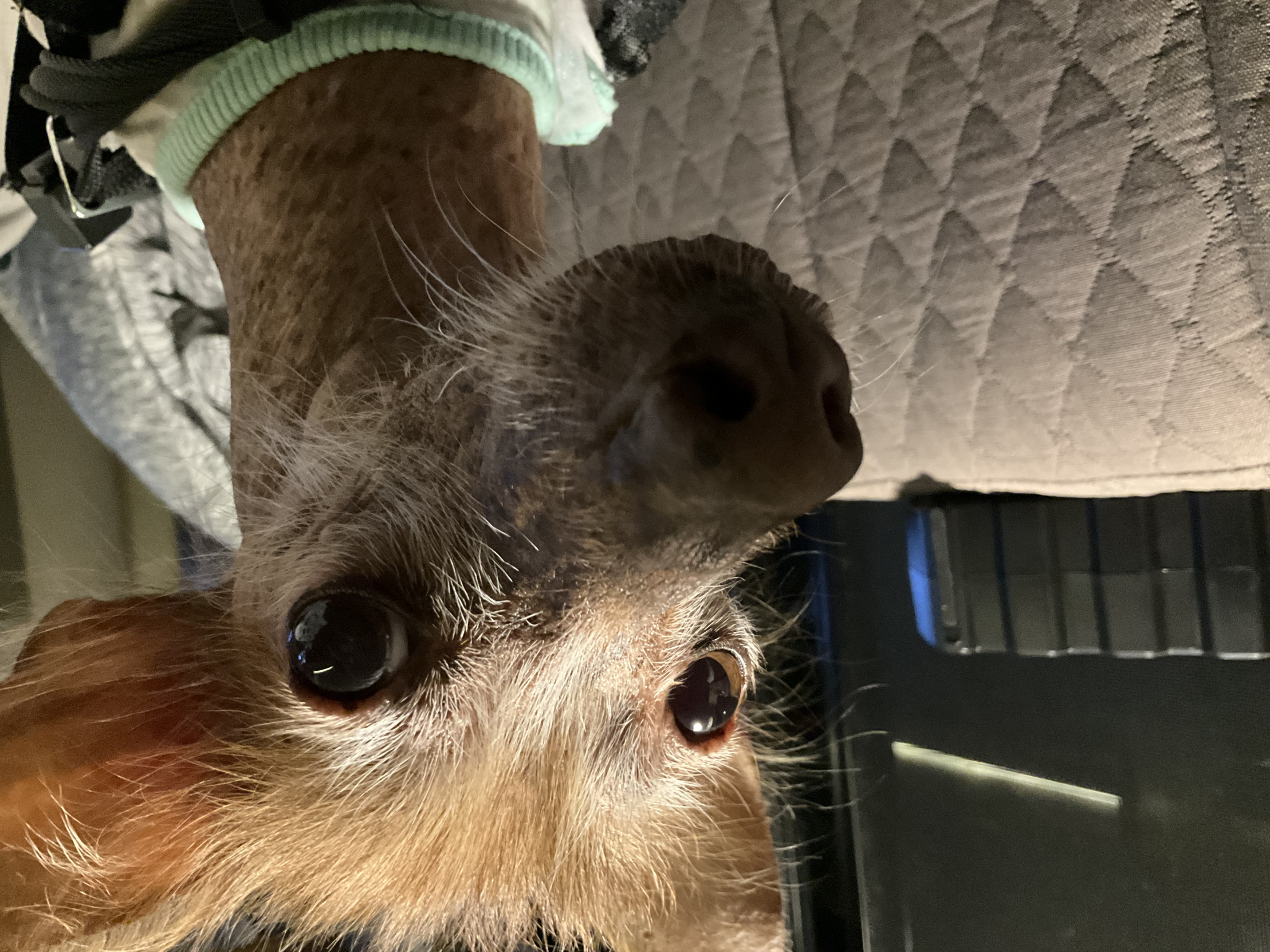 Puppy Blank Meme Template