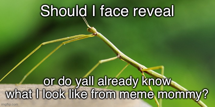 TheWalkingStick template | Should I face reveal; or do yall already know what I look like from meme mommy? | image tagged in thewalkingstick template,msmg | made w/ Imgflip meme maker