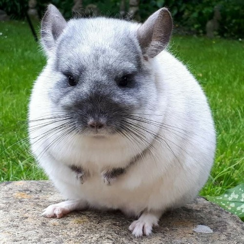 god damn why is there so much bad bunny memes on the livestream | made w/ Imgflip meme maker