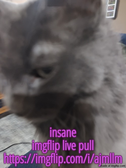 32's Cat | insane imgflip live pull
https://imgflip.com/i/ajmllm | image tagged in 32's cat | made w/ Imgflip meme maker