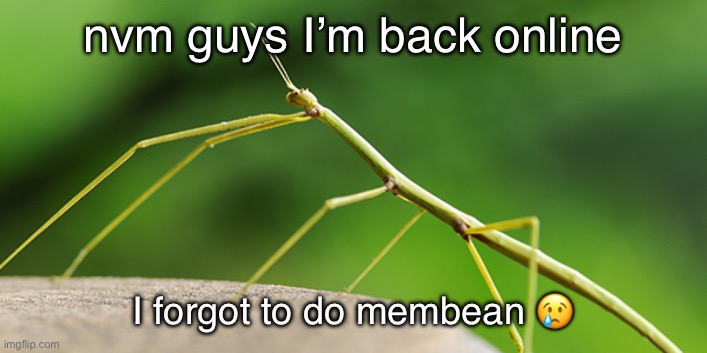 TheWalkingStick template | nvm guys I’m back online; I forgot to do membean 😢 | image tagged in thewalkingstick template,msmg | made w/ Imgflip meme maker