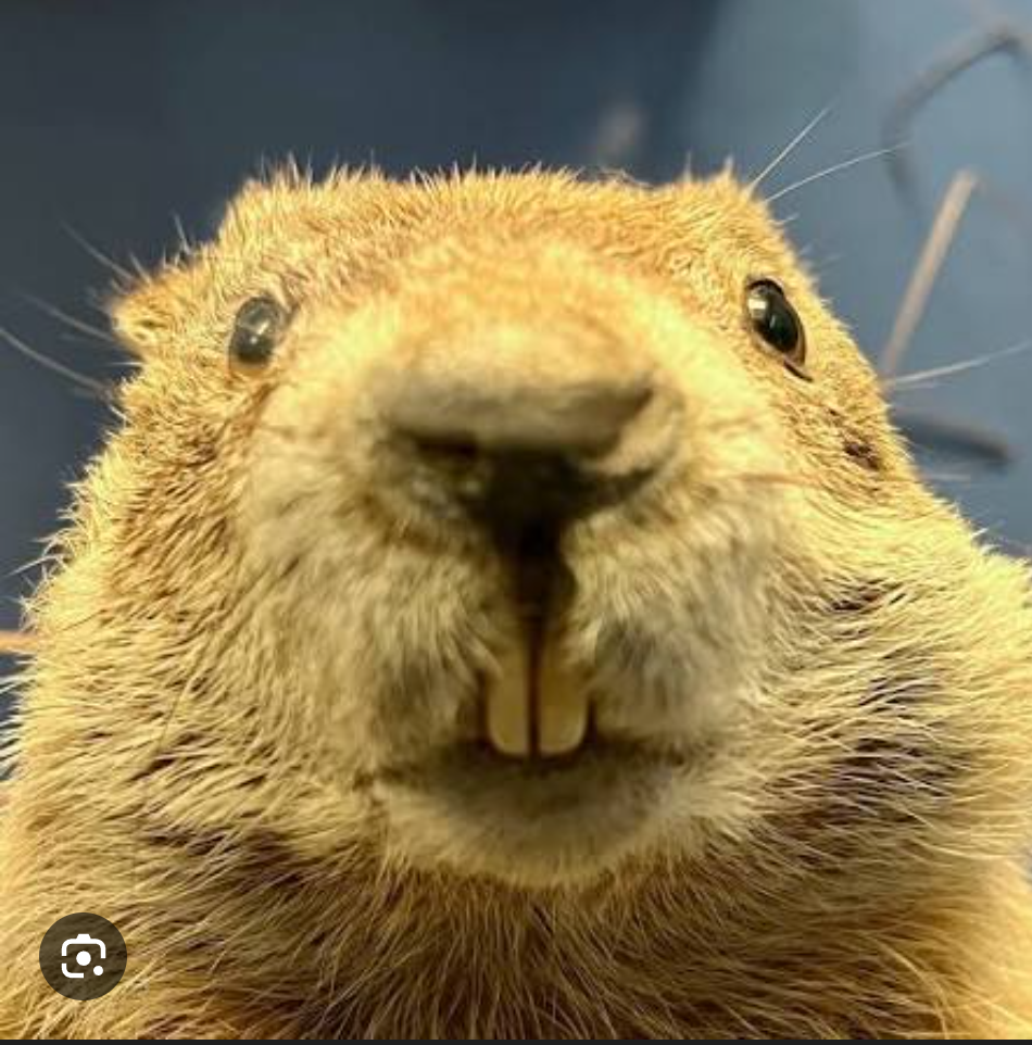 Beaverton Blank Meme Template