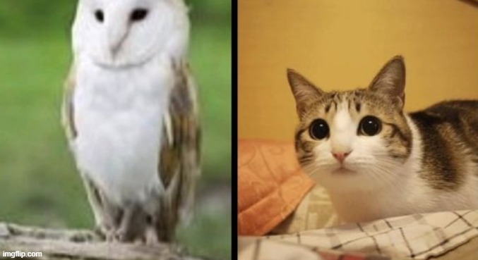 an owl and a cat | made w/ Imgflip meme maker