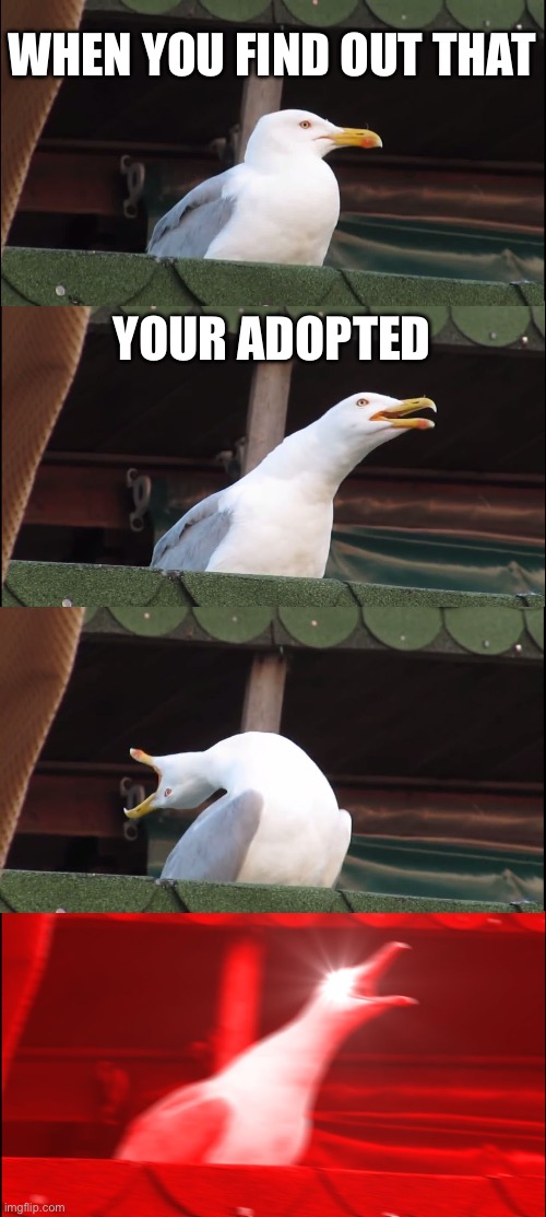 Inhaling Seagull | WHEN YOU FIND OUT THAT; YOUR ADOPTED | image tagged in memes,inhaling seagull | made w/ Imgflip meme maker