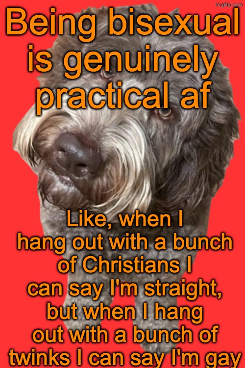 Northers Dog (Transparent) | Being bisexual is genuinely practical af; Like, when I hang out with a bunch of Christians I can say I'm straight, but when I hang out with a bunch of twinks I can say I'm gay | image tagged in northers dog transparent | made w/ Imgflip meme maker