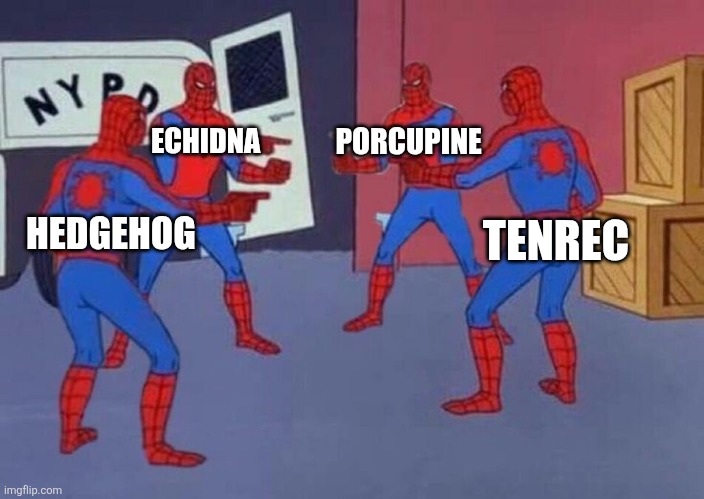 Spiky creatures | ECHIDNA; PORCUPINE; TENREC; HEDGEHOG | image tagged in 4 spiderman pointing at each other,hedgehog,echidna,porcupine,tenrec,spiky | made w/ Imgflip meme maker