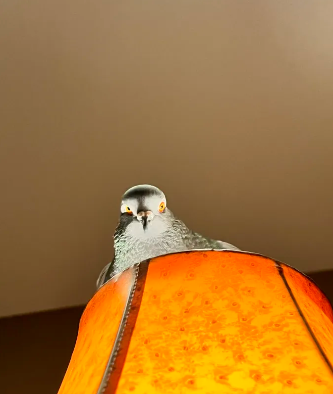 Gov view Blank Meme Template