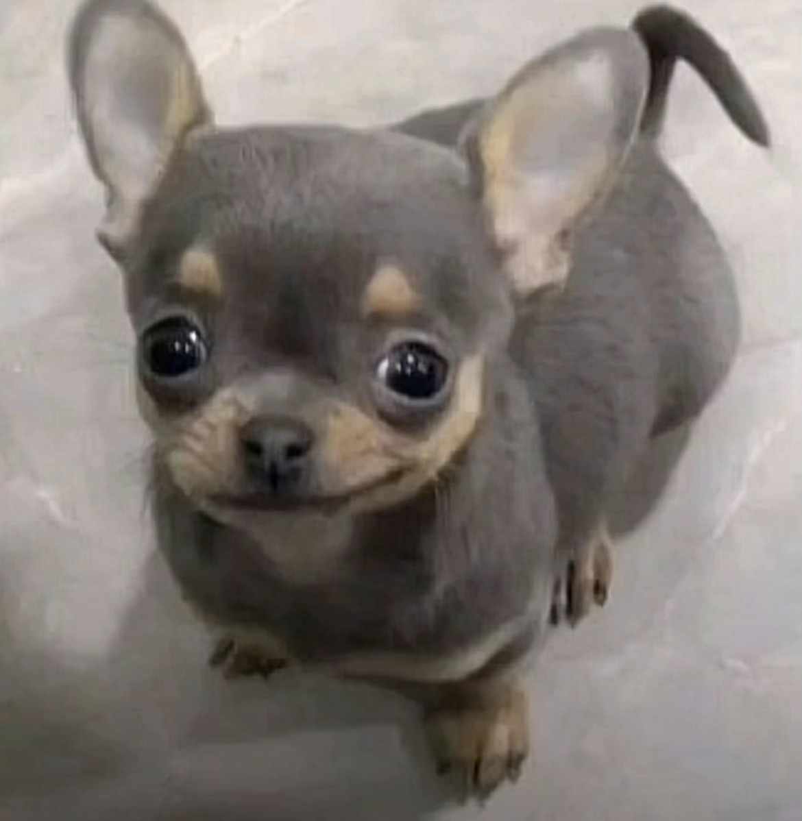 he Blank Meme Template