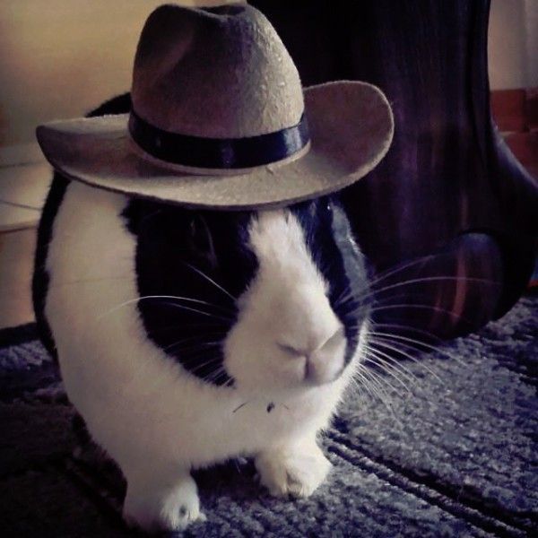 Cowboy bunny Blank Meme Template