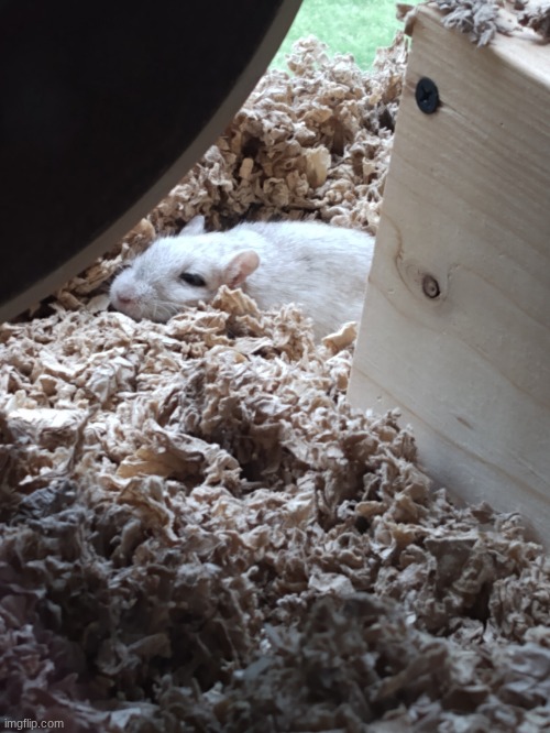 can you guys upvote this gerbil | image tagged in cute gerbil | made w/ Imgflip meme maker