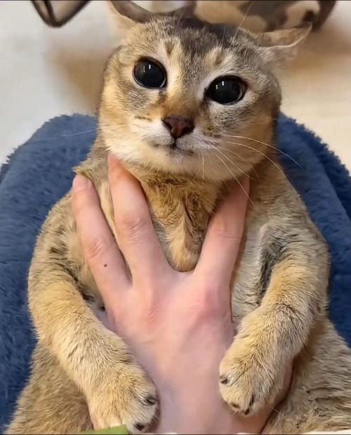 is this thing even aware it exists | made w/ Imgflip meme maker