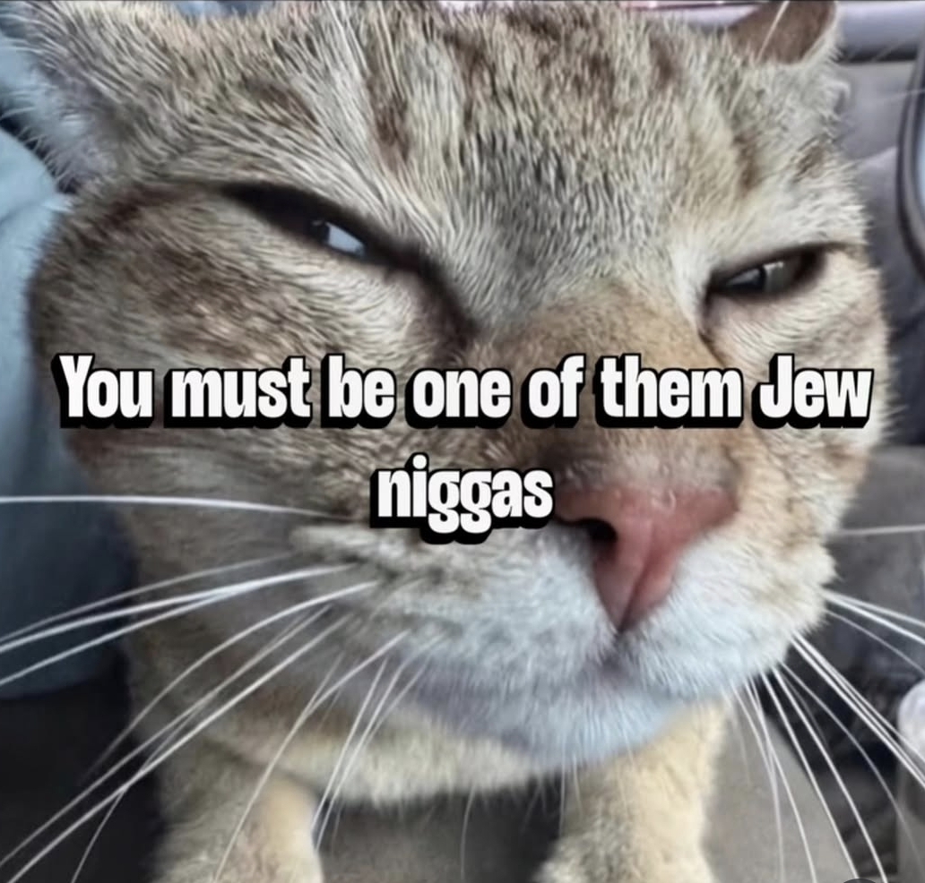Cat jews Blank Meme Template