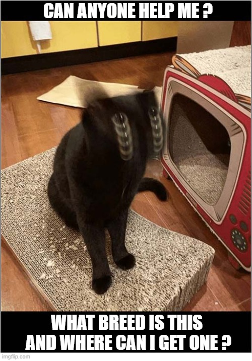 Cat Identification Required | CAN ANYONE HELP ME ? WHAT BREED IS THIS  AND WHERE CAN I GET ONE ? | image tagged in cats,identification,blurred | made w/ Imgflip meme maker
