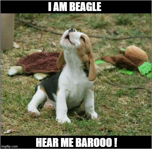 That Distinctive Sound ! | I AM BEAGLE; HEAR ME BAROOO ! | image tagged in dogs,beagle,puppy,howling | made w/ Imgflip meme maker