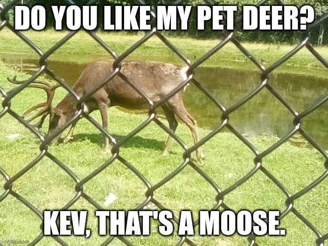 Pet Deer | DO YOU LIKE MY PET DEER? KEV, THAT'S A MOOSE. | image tagged in animals,deer,reindeer,moose,zoo,canada | made w/ Imgflip meme maker
