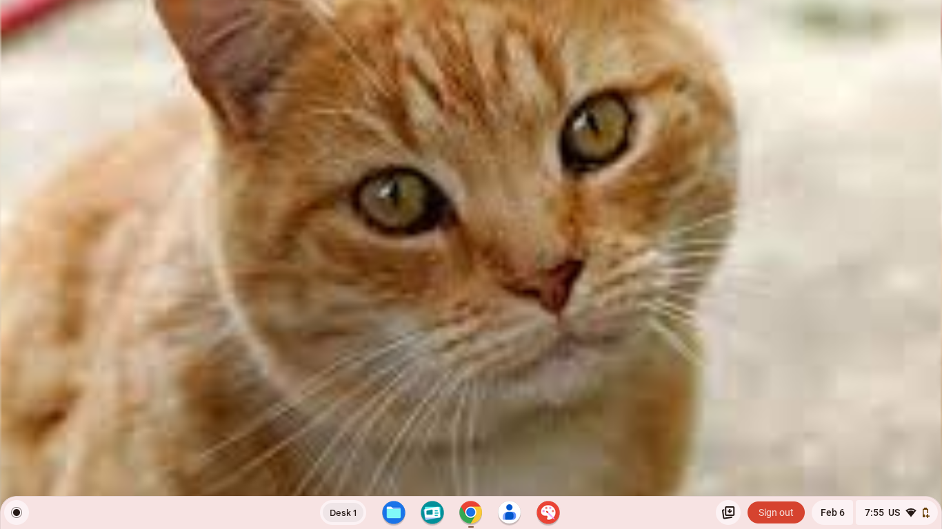 High Quality COLBY JACK CAT 2 Blank Meme Template