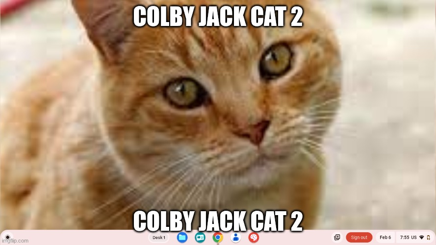 COLBY JACK CAT 2 | COLBY JACK CAT 2; COLBY JACK CAT 2 | image tagged in colby jack cat 2 | made w/ Imgflip meme maker