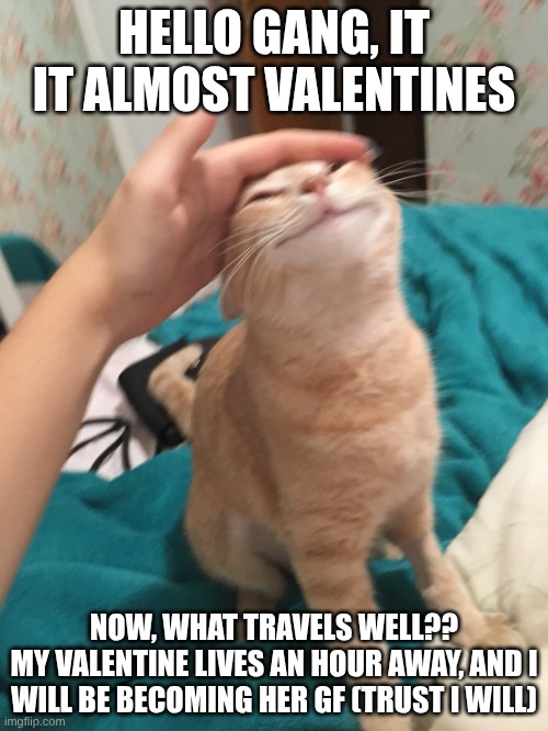 I will have this maiden | HELLO GANG, IT IT ALMOST VALENTINES; NOW, WHAT TRAVELS WELL??
MY VALENTINE LIVES AN HOUR AWAY, AND I WILL BE BECOMING HER GF (TRUST I WILL) | image tagged in cat pat | made w/ Imgflip meme maker