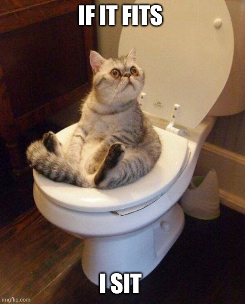 If it fits I sit | IF IT FITS; I SIT | image tagged in cat sitting on toilet | made w/ Imgflip meme maker