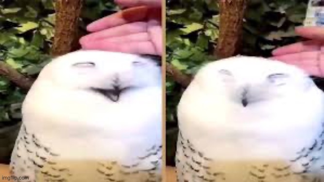 Snowy owls are so precious | made w/ Imgflip meme maker