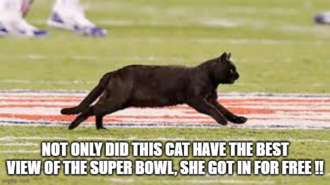 Cat has free field level seat at the Super Bowl !! And she got in for free !! | NOT ONLY DID THIS CAT HAVE THE BEST VIEW OF THE SUPER BOWL, SHE GOT IN FOR FREE !! | image tagged in cat,kittens,funny,humor,football,super bowl | made w/ Imgflip meme maker