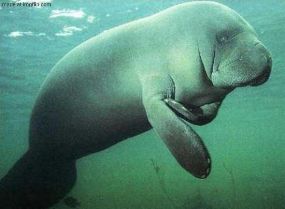 dugong macarena | image tagged in dugong macarena | made w/ Imgflip meme maker