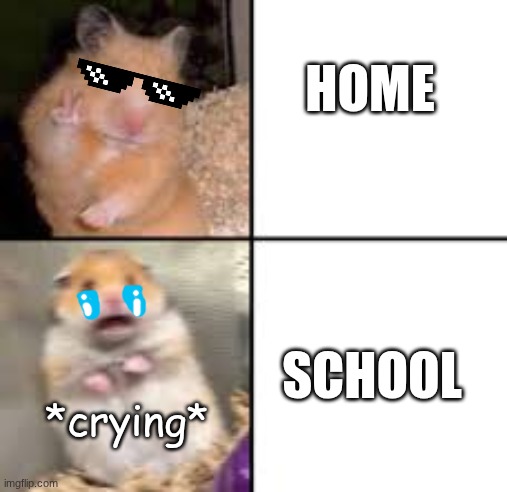 HOME vs. SCHOOL       (hamster version) | HOME; SCHOOL; *crying* | image tagged in scared hamster | made w/ Imgflip meme maker
