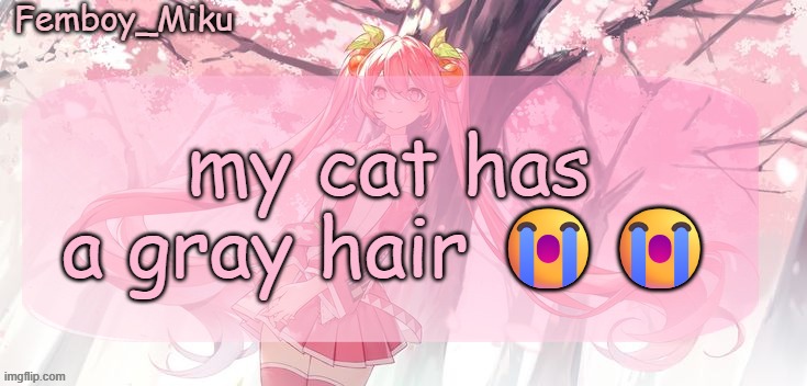 Femboy Miku sakura miku announcement | my cat has a gray hair 😭😭 | image tagged in femboy miku sakura miku announcement | made w/ Imgflip meme maker