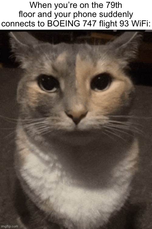 . | When you’re on the 79th floor and your phone suddenly connects to BOEING 747 flight 93 WiFi: | image tagged in cat dead stare | made w/ Imgflip meme maker