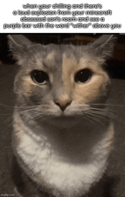 cat dead stare | when your chilling and there's a loud explosion from your minecraft obsessed son's room and see a purple bar with the word "wither" above you | image tagged in cat dead stare | made w/ Imgflip meme maker