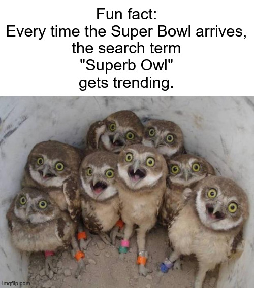 Another fun fact: a group of wols is called a parliament. | Fun fact:
Every time the Super Bowl arrives,
the search term
"Superb Owl"
gets trending. | image tagged in excited owls,memes,funny,superb owl,superbowl,typo | made w/ Imgflip meme maker