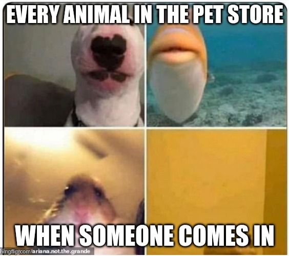 animals close to camera | EVERY ANIMAL IN THE PET STORE; WHEN SOMEONE COMES IN | image tagged in animals close to camera | made w/ Imgflip meme maker