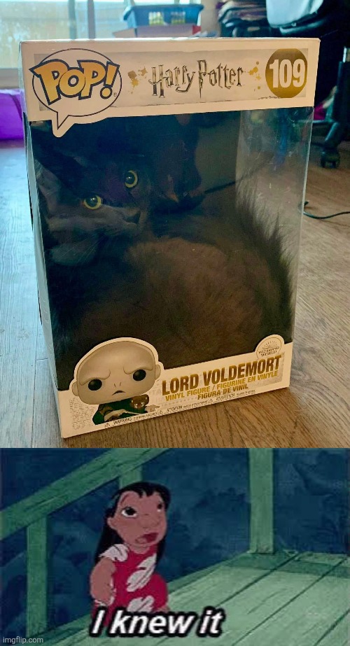CATS ARE EVIL | image tagged in cats,cat,harry potter,voldemort | made w/ Imgflip meme maker