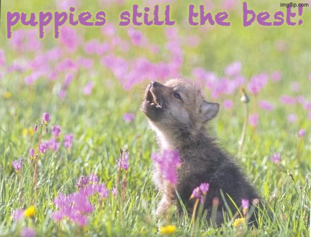 Baby Insanity Wolf Meme | puppies still the best! | image tagged in memes,baby insanity wolf | made w/ Imgflip meme maker