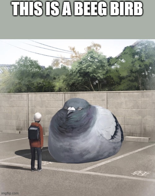 big bird | THIS IS A BEEG BIRB | image tagged in dont read the tags,im,gay | made w/ Imgflip meme maker