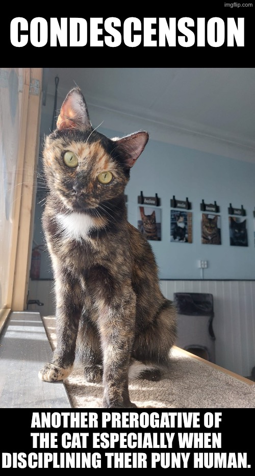 Condescension | CONDESCENSION; ANOTHER PREROGATIVE OF THE CAT ESPECIALLY WHEN DISCIPLINING THEIR PUNY HUMAN. | image tagged in cats,funny cats,demotivationals,condescending,prerogative,discipline | made w/ Imgflip meme maker