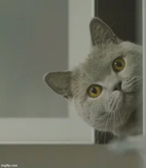 cat looking Blank Meme Template