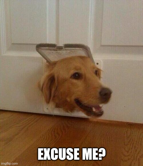 Dog door | EXCUSE ME? | image tagged in dog door | made w/ Imgflip meme maker