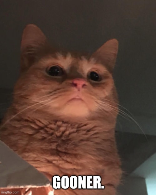 Cat looking down | GOONER. | image tagged in cat looking down | made w/ Imgflip meme maker