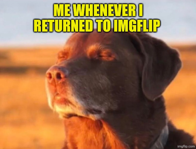 Dog accepting fate | ME WHENEVER I RETURNED TO IMGFLIP | image tagged in dog accepting fate | made w/ Imgflip meme maker