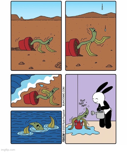 Buni Comics | image tagged in comics,buni comics,plant,dry,water,too much | made w/ Imgflip meme maker