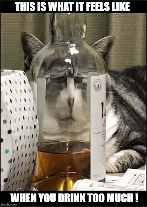 This Is Just A Warning ! | THIS IS WHAT IT FEELS LIKE; WHEN YOU DRINK TOO MUCH ! | image tagged in cats,drinking,warning | made w/ Imgflip meme maker