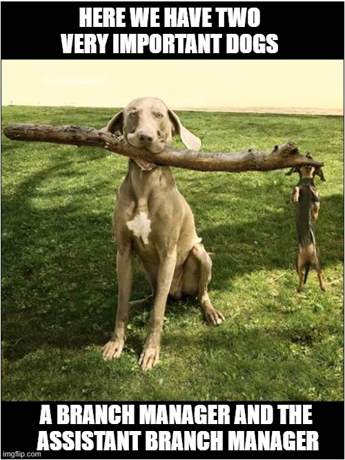 Canine Management | HERE WE HAVE TWO
VERY IMPORTANT DOGS; A BRANCH MANAGER AND THE
 ASSISTANT BRANCH MANAGER | image tagged in dogs,weimaraner,dachshund,branch,management | made w/ Imgflip meme maker