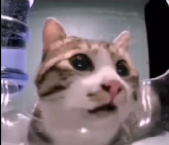 why is there so much ass on pinterest today | made w/ Imgflip meme maker